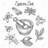 Spices Spice Mortar Pestle Herbs Drawn sketch template