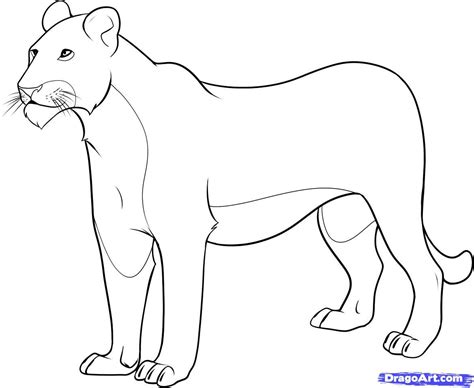 femalelioncoloringpages   draw  lioness step  vbs