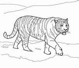 Siberian Lions Coloringhome sketch template