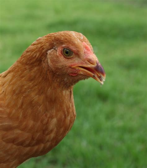 Buff Orpington And Ameraucana Help Me Sex 3 Mo Old