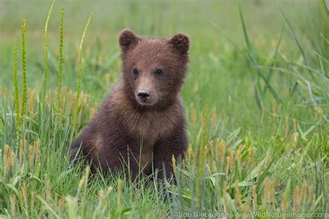 grizzly bear cub   ron niebrugge
