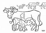 Koeien sketch template