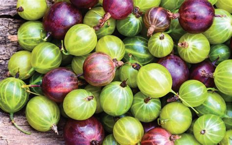 gooseberry complete information including health benefits selection