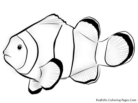 clownfish drawing  getdrawings