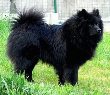 giant german spitz dog breed information  pictures
