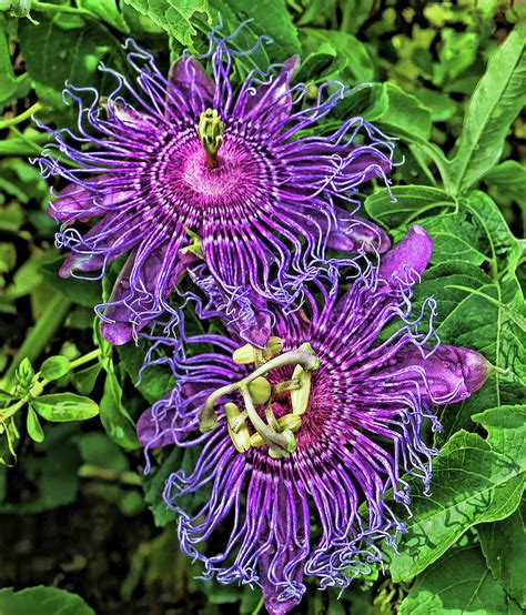 Two Purple Passion Flowers Photograph By Hh Photography Of Florida