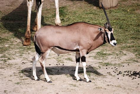 beisa oryx  prague  zoochat