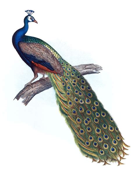 Indian Peacock Old Book Illustrations