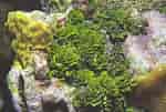 Afbeeldingsresultaten voor "halimeda Opuntia". Grootte: 150 x 101. Bron: www.ecured.cu