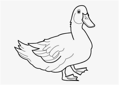 duck coloring pages  preschoolers  coloring pages  coloring