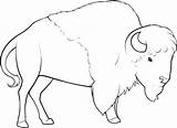 Bison Bisonte Bisontes Prehistorico Dragoart Getdrawings sketch template