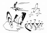 Marinas Uccelli Flying Marini Clip Putih Oiseaux Zeevogels Kleurplaat Burung Pngitem Openclipart Terbang Penguin Unicorn Kleurplaten Tekeningen Grandes Stampare Volano sketch template