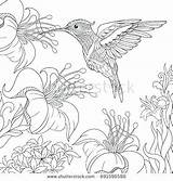 Pages Coloring Hummingbird Hummingbirds Getdrawings Flower Colorings sketch template