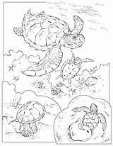 Turtles Enseignement Coloriage Didattica Loggerhead Adults Nationalgeographic Neocoloring Coloringhome Gifgratis sketch template