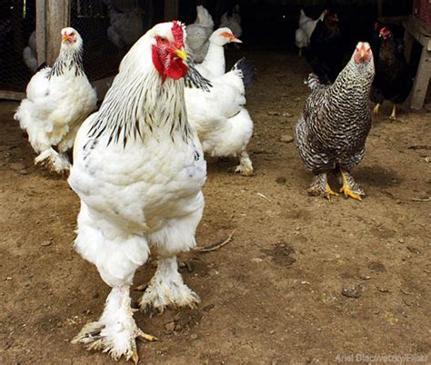20 real life funny chicken stories hobby farms