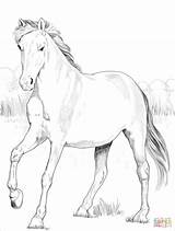 Coloring Mustang Pages Spanish Drawing Printable sketch template