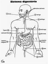 Humano Digestorio Scienze Desenho Digestivo órgãos Ciências Coloringcity Escrita sketch template