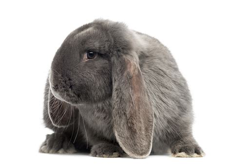 french lop