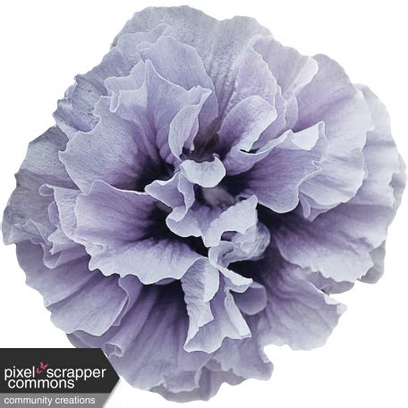 purple flower graphic  cathrine blan digitalscrapbookcom digital