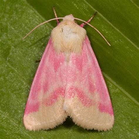 pink moth  beautiful insects pinterest