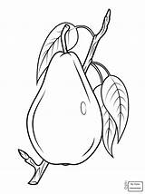 Pear Coloring Pages Pears Branch Printable Drawing Kolorowanka Gruszka Di Fruits Two Outline Supercoloring Da Colorare Do Fruit Disegno Pencil sketch template