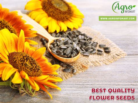 flower seeds manufacturers exporters suppliers wholesalers