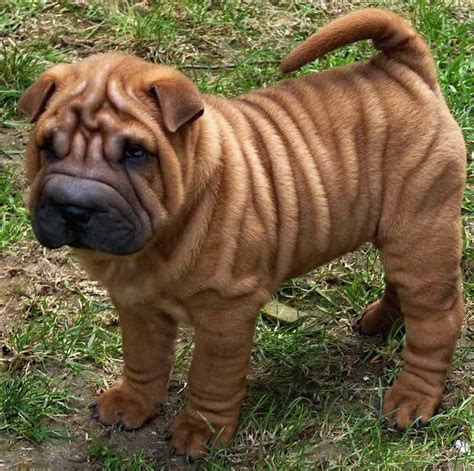 chinese shar pei breed information  images krl