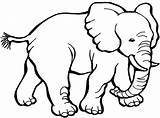 Elephant Coloring Pages Animals African Little Creative Young Jungle Fans Printable Netart Via sketch template