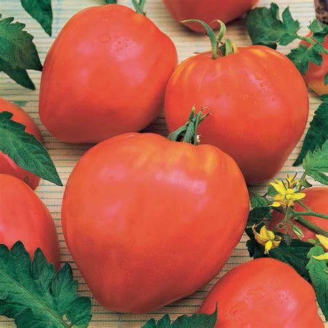 tomate coeur de boeuf ducatillon