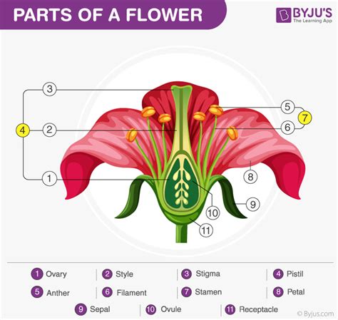 parts  gumamela flower   functions   flower site