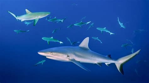 research  species  sharks  social creatures npr