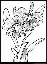 Coloring Orchid Pages Flower Flowers Para Color Adult Sheets Dover Orchids Drawing Colouring Books Tharens Iris Drawings Doverpublications Photobucket Printable sketch template
