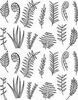 Fern Drawing Draw Line Leaves Drawings Plant Vector Sketch Drawn Doodle Doodles Flower Hand Template Paintingvalley Botanical sketch template