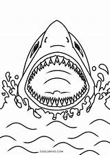 Coloring Shark Hai Ausmalbild Ausdrucken Cool2bkids Kostenlos Malvorlagen sketch template