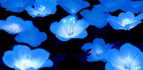 Blue Flowers Album On Imgur