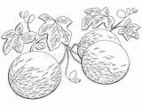 Melon Plant Bianco Pianta Grafico Schizzo Isolato Vettore Melone Avena sketch template