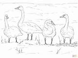 Coloring Tundra Swans Pages Drawing Getdrawings sketch template