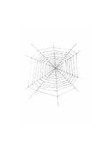 Coloring Cobweb Spider Edupics sketch template