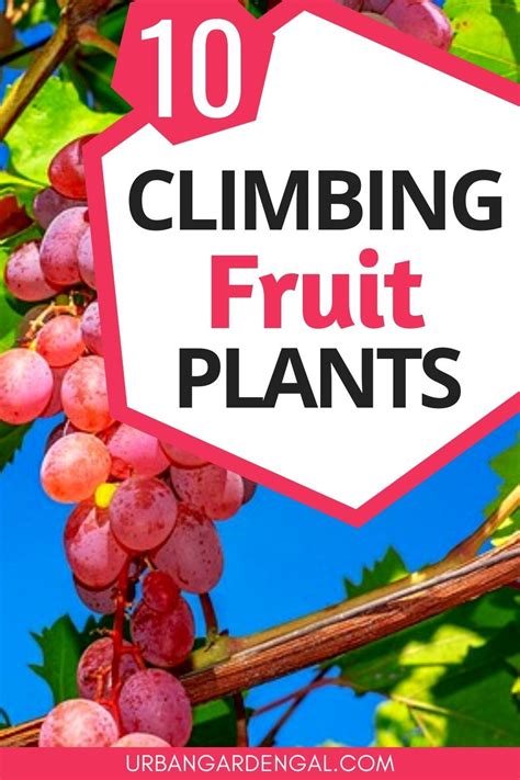 climbing fruit plants   fruit plants growing fruit plants