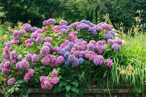 change hydrangea color blue pink  purple garden design
