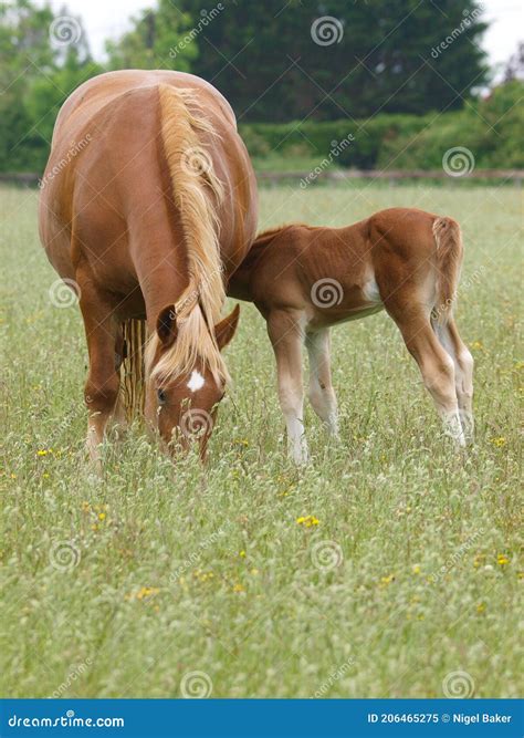 suffolk punch mare  foal stock image image  colt beautiful