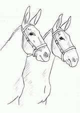 Mule Mules Burros Mulets Cavalos Donkey Cavalo Coloringhome sketch template
