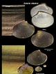 Afbeeldingsresultaten voor "astarte Elliptica". Grootte: 81 x 106. Bron: naturalhistory.museumwales.ac.uk