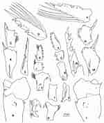 Afbeeldingsresultaten voor "pleuromamma Xiphias". Grootte: 150 x 177. Bron: copepodes.obs-banyuls.fr