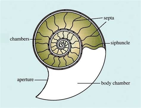 nautilus   ammonite deposits mag