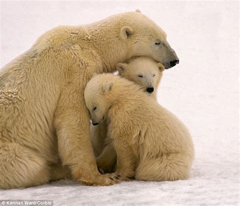 toxic chemicals may be weakening the bone inside polar bears penises daily mail online