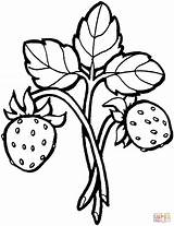 Pianta Fragole Stampare Disegnare sketch template