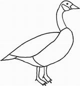 Goose Canada Coloring Drawing 24kb 639px Getdrawings sketch template