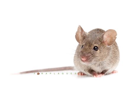 raton domestico foraplagues control de plagas