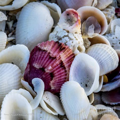 sanibel island shells  photograph  nancy  marshall fine art america